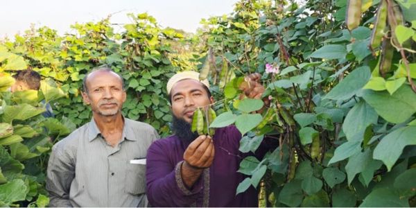 ২১০ কোটি টাকার শিম উৎপাদন, রপ্তানি হচ্ছে বিদেশে